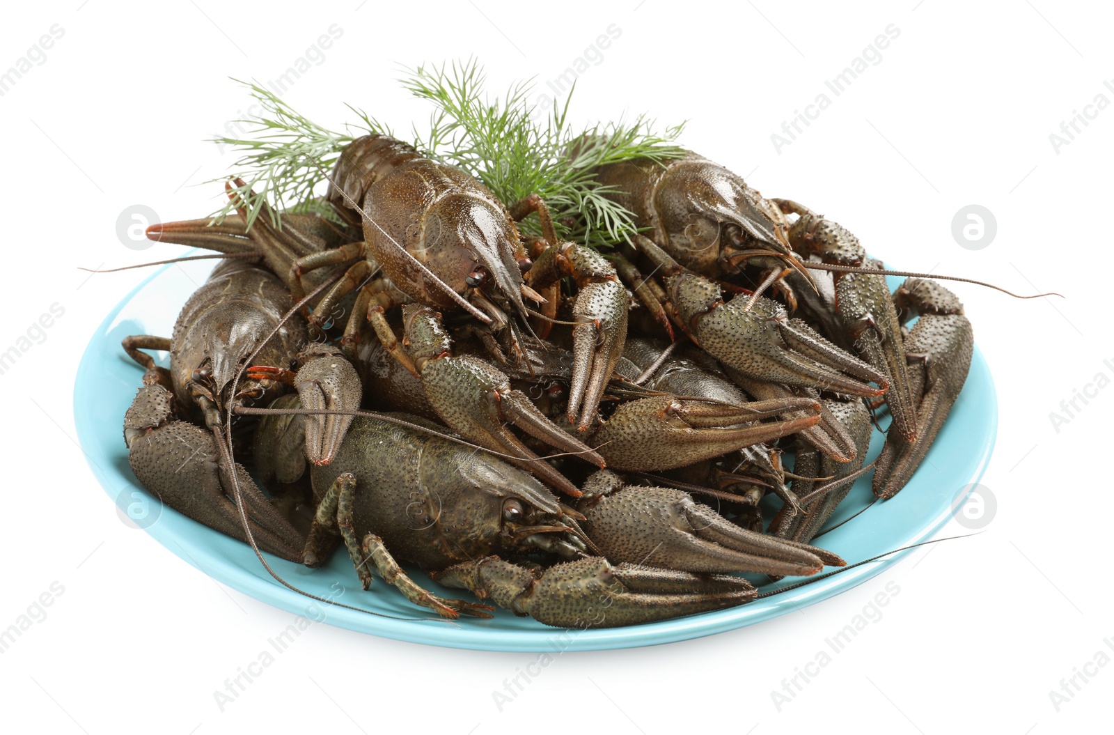 Photo of Fresh raw crayfishes with dill on white background