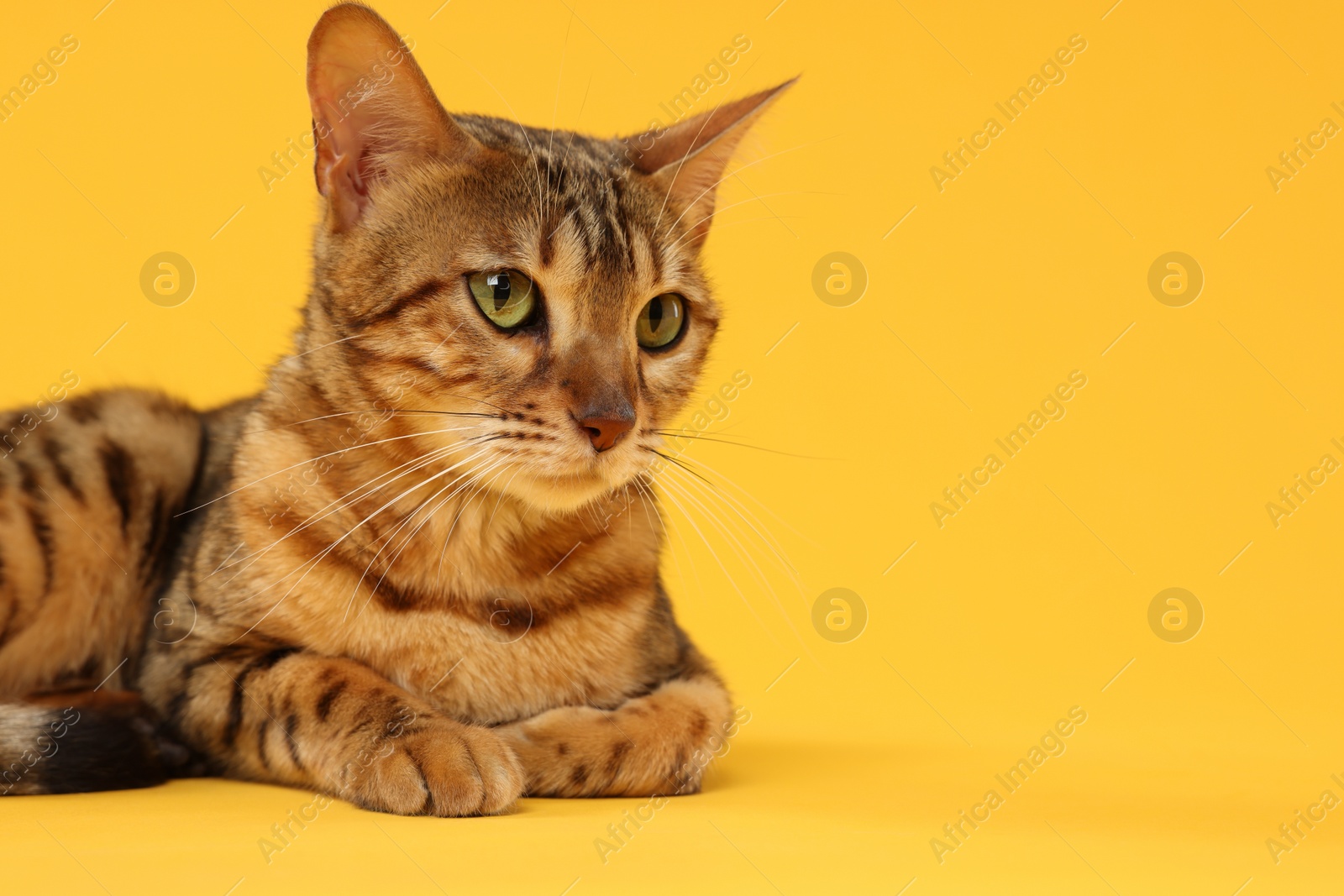 Photo of Cute Bengal cat on orange background, closeup. Space for text