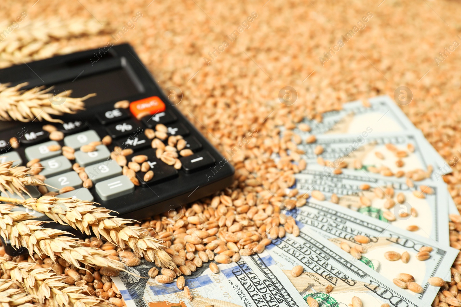 Photo of Dollar banknotes, calculator and wheat ears on grains, closeup. Agricultural business