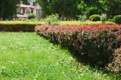 Photo of Shrubs of beautiful plants growing in garden, space for text. Landscape design