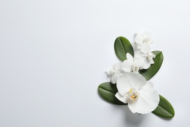 Photo of Beautiful orchid flowers with leaves on white background, top view. Tropical plant