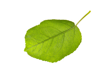 Photo of Green leaf of apple tree isolated on white