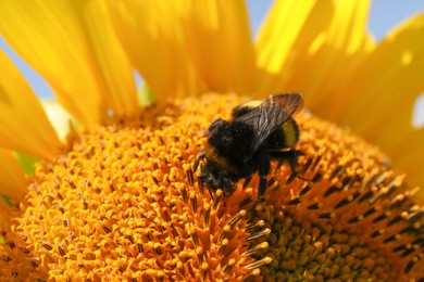 Bumblebee collecting nectar from sunflower outdoors, closeup