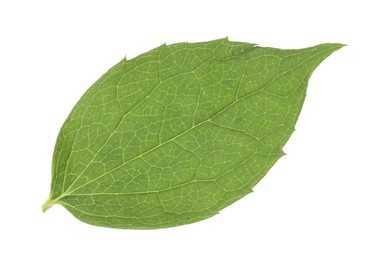 Fresh green jasmine leaf isolated on white