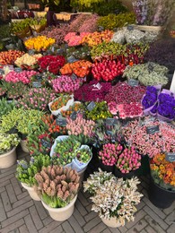Photo of Many different flowers in floral shop outdoors