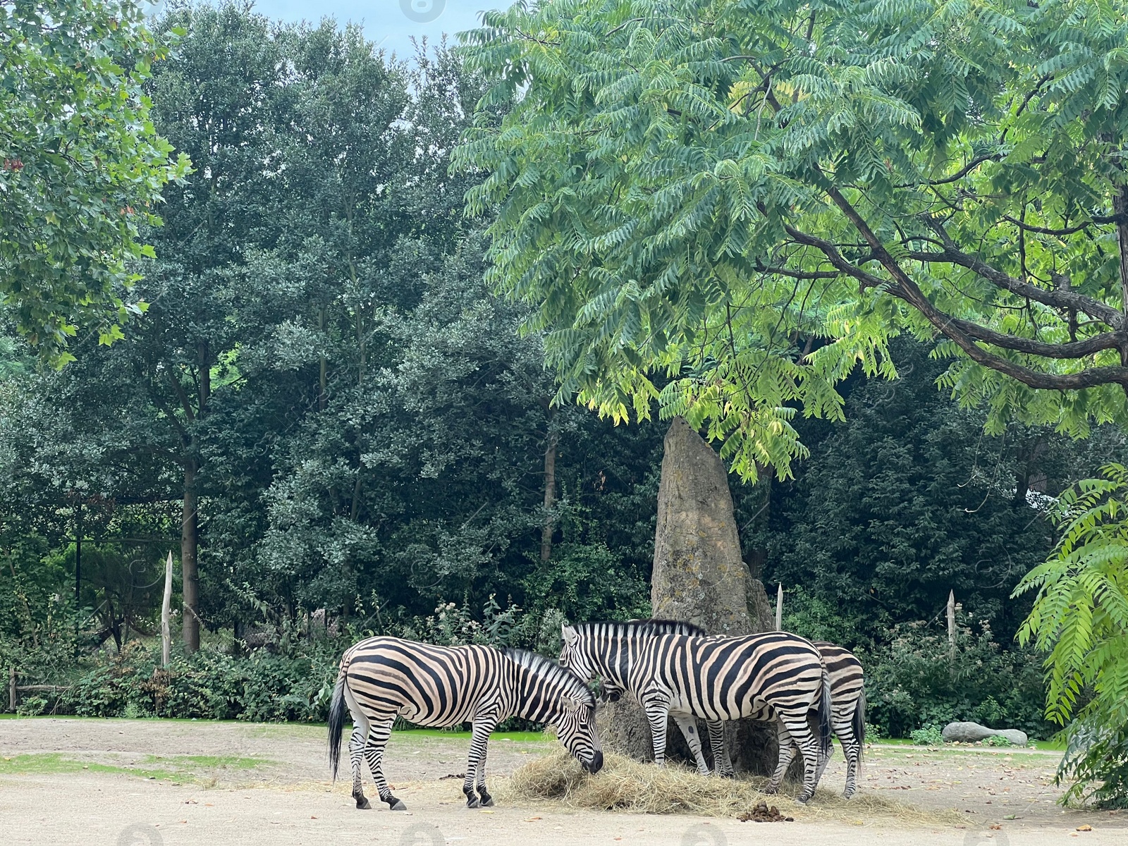 Photo of Beautiful striped African zebras in zoo enclosure