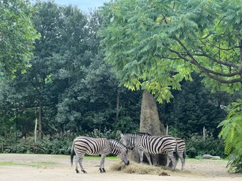 Beautiful striped African zebras in zoo enclosure