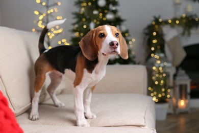 Cute Beagle dog on sofa at home against blurred Christmas lights