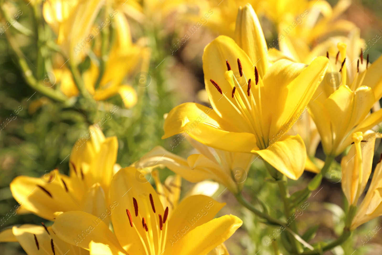 Photo of Beautiful yellow lilies in blooming field on summer day