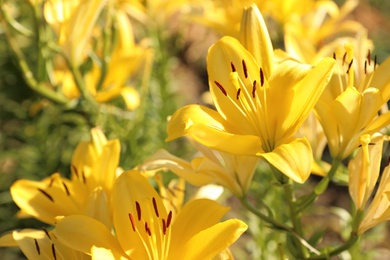 Beautiful yellow lilies in blooming field on summer day