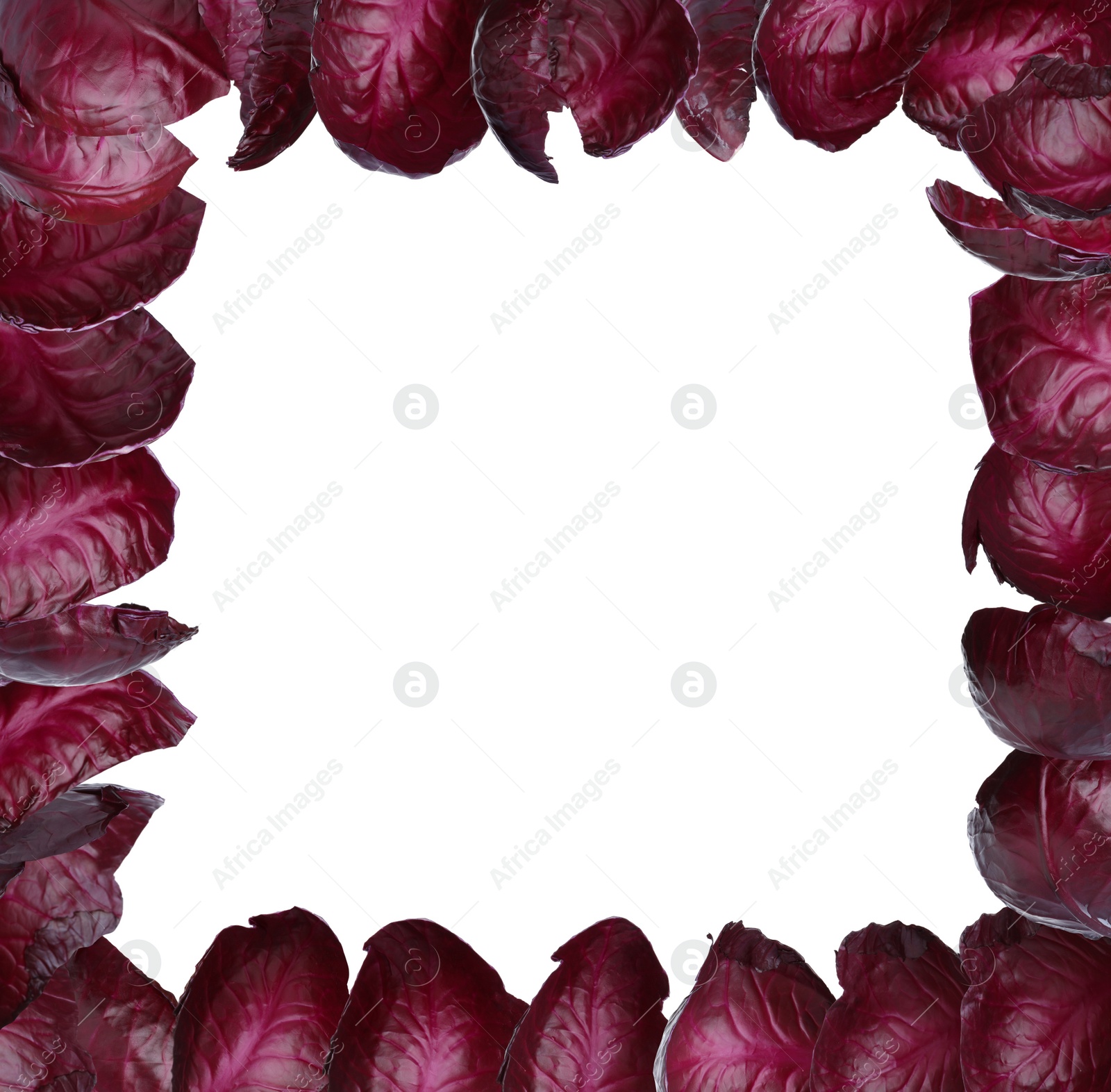 Image of Frame made with fresh leaves of red cabbage on white background. Space for design