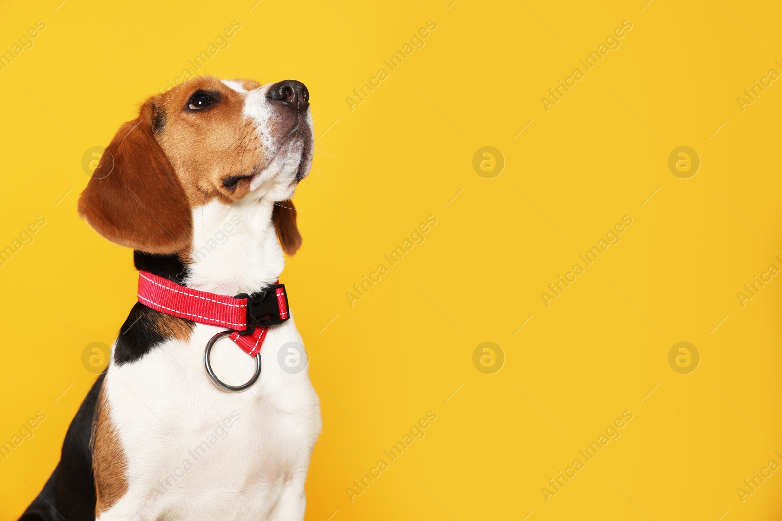 Photo of Adorable Beagle dog in stylish collar on orange background. Space for text