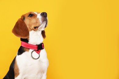 Photo of Adorable Beagle dog in stylish collar on orange background. Space for text