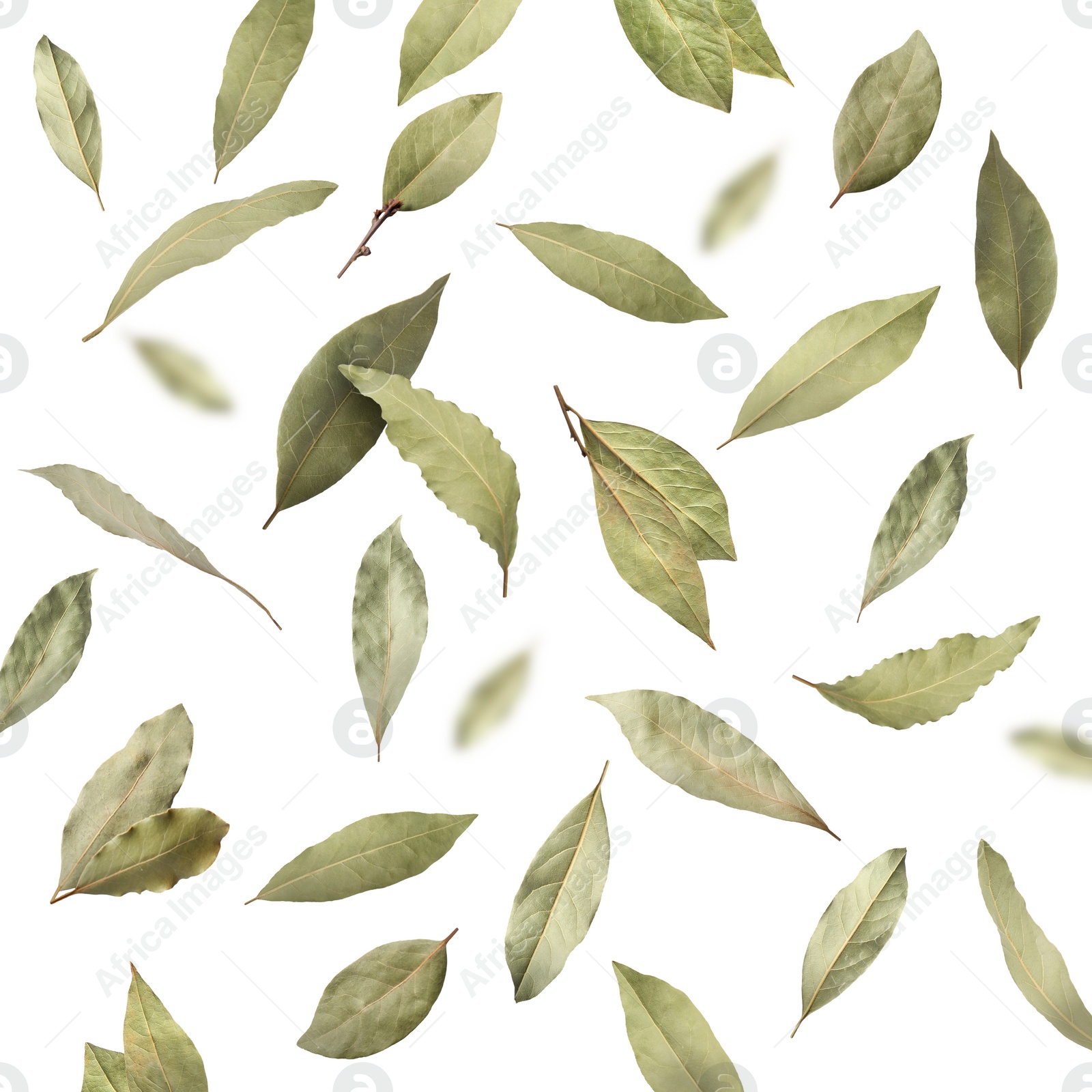 Image of Dry bay leaves falling on white background