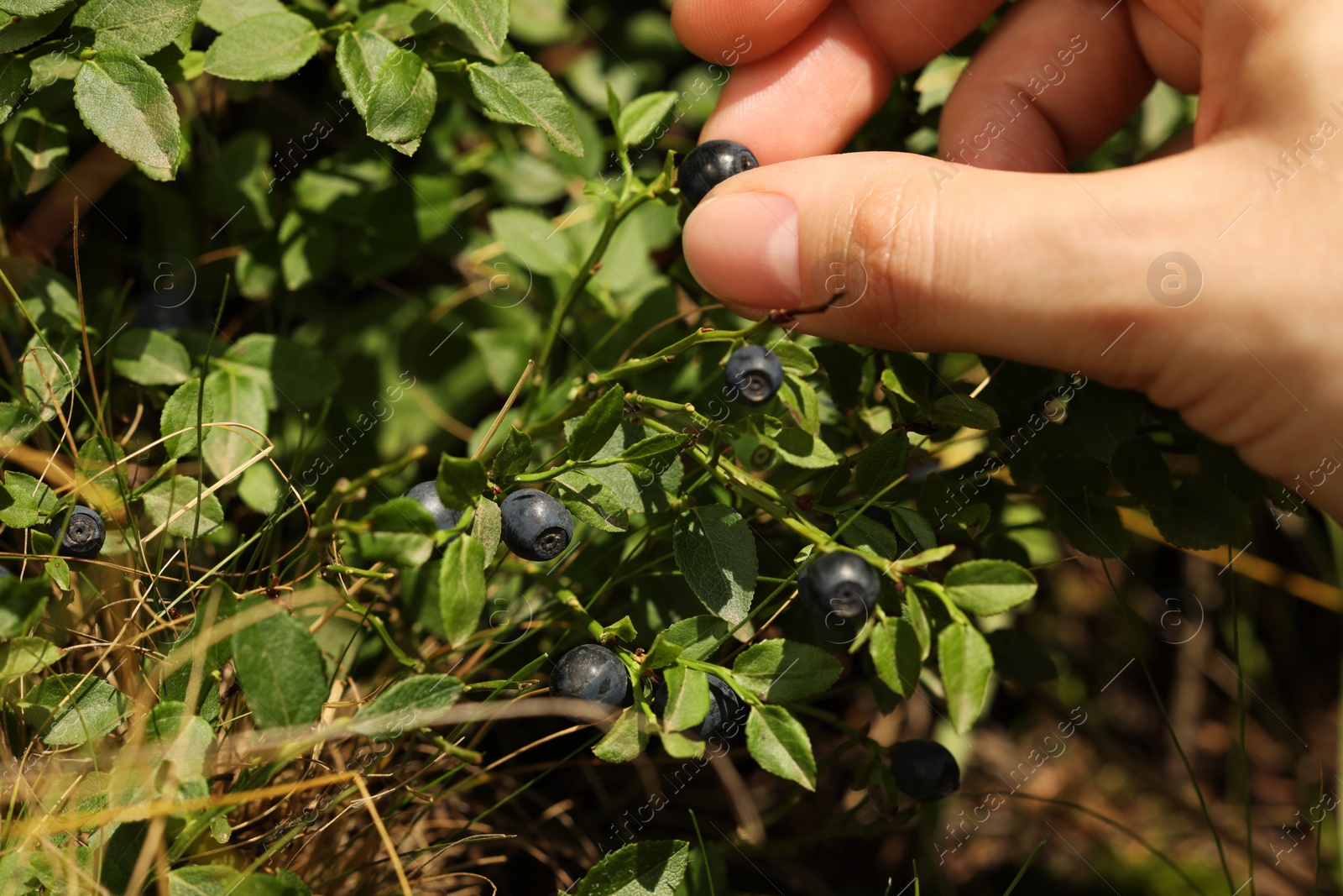 Photo of Woman picking up bilberries in forest, closeup