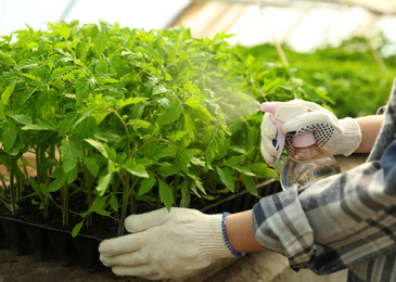 Woman spraying tomato seedlings with water in greenhouse, closeup