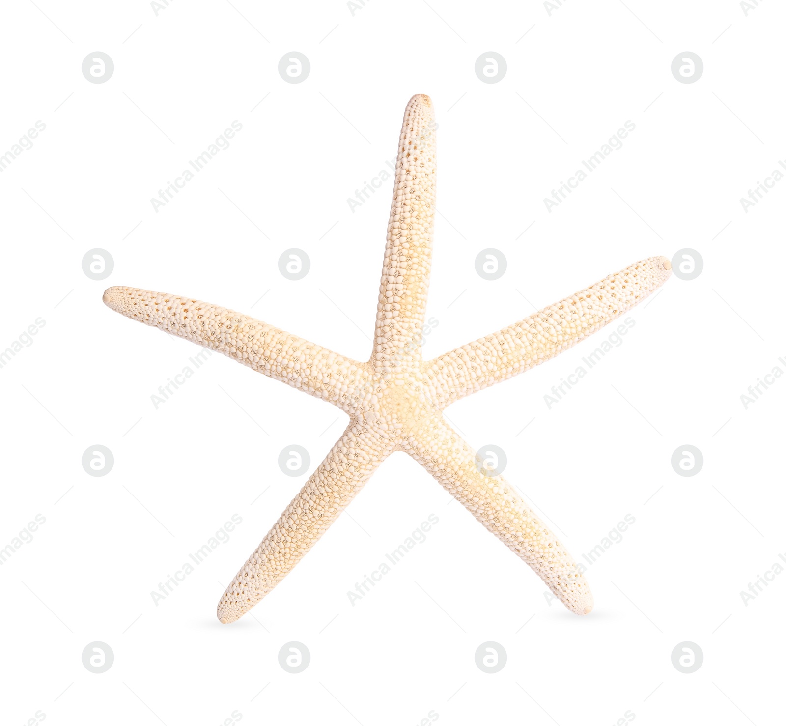 Photo of Beautiful sea star (starfish) isolated on white