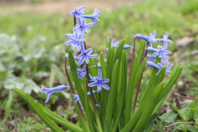 Photo of Beautiful hyacinths blooming in field. Early spring flowers