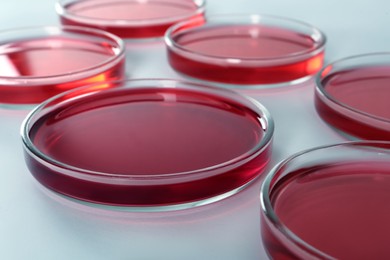 Photo of Petri dishes with red liquid on white background, closeup