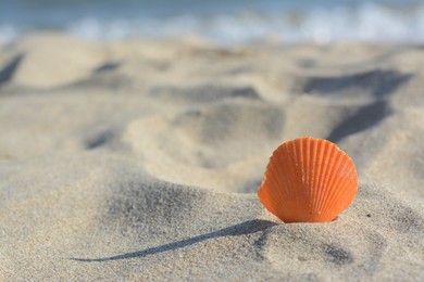 Photo of Sandy beach with beautiful shell near sea on summer day, closeup. Space for text