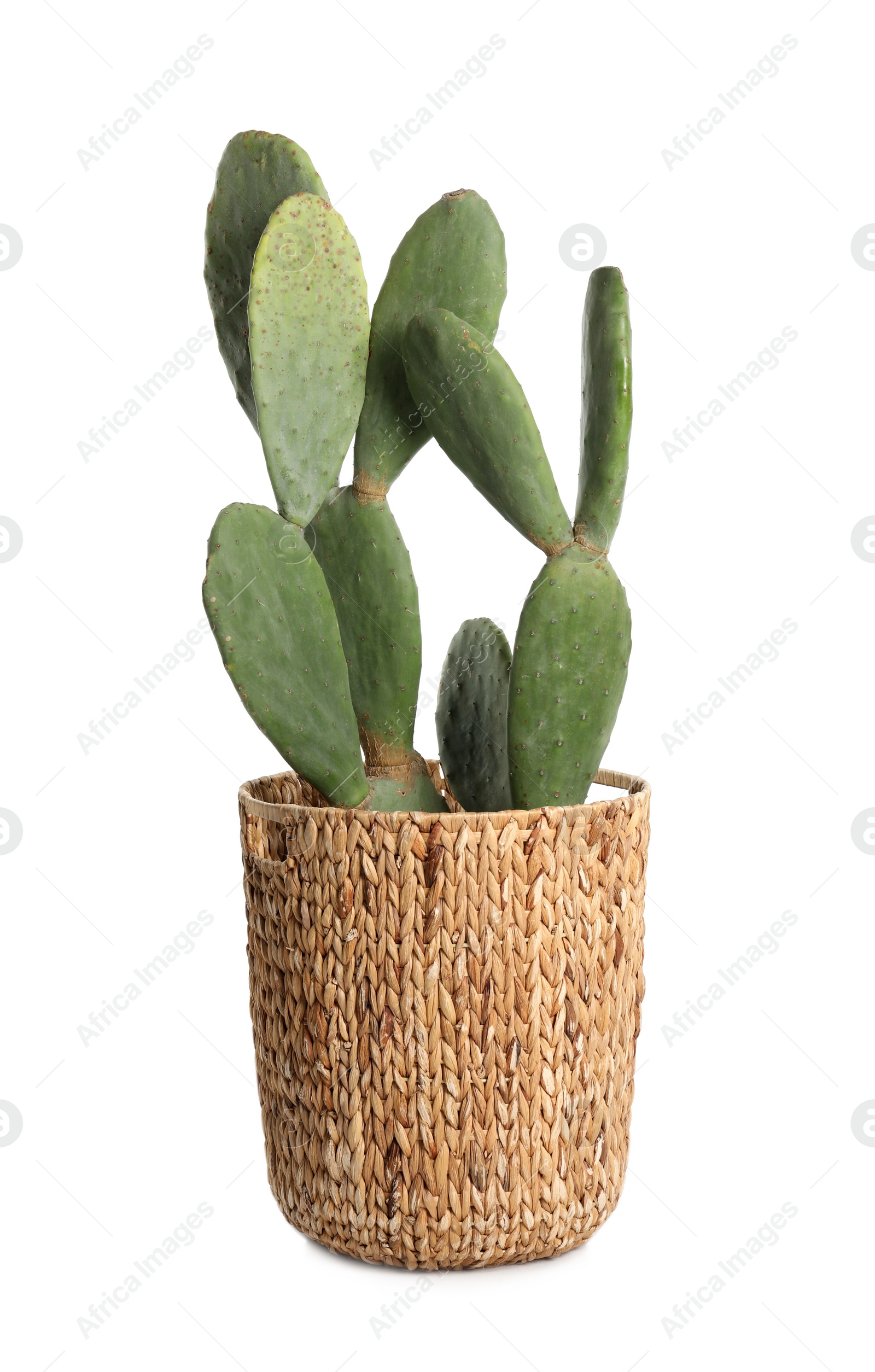 Photo of Beautiful cactus on white background. Tropical plant