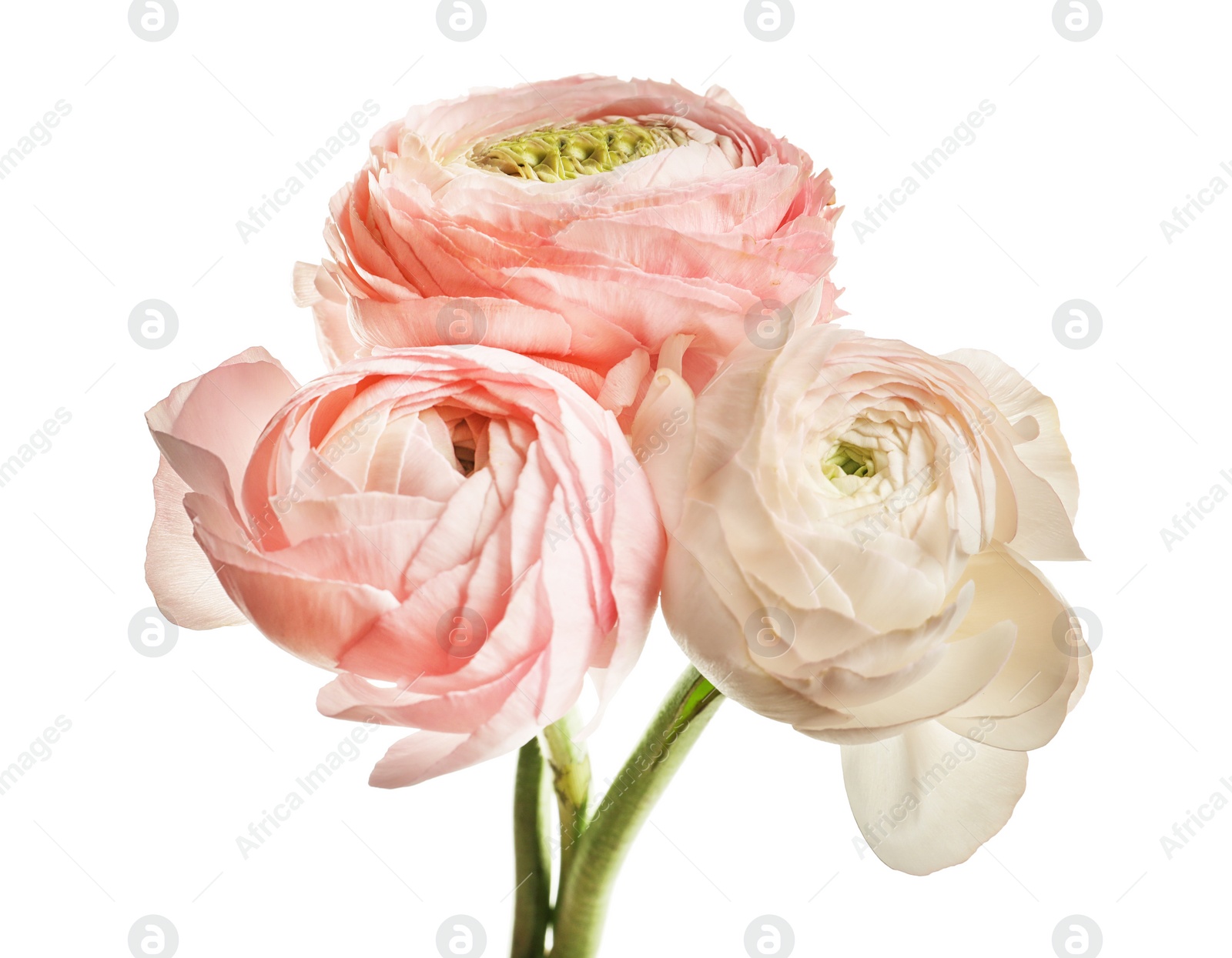 Photo of Beautiful ranunculus flowers on white background