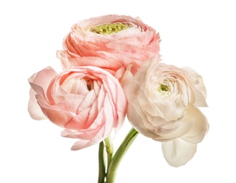 Photo of Beautiful ranunculus flowers on white background