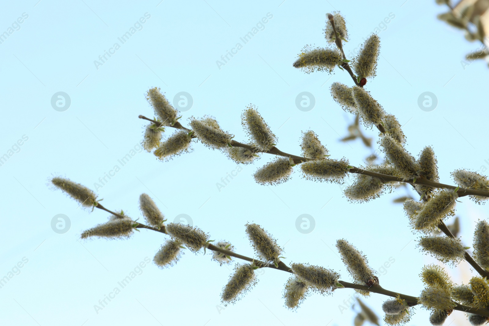 Photo of Beautiful view of pussy willow branches against blue sky outdoors