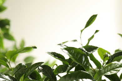 Photo of Closeup view of green tea plant against light background. Space for text