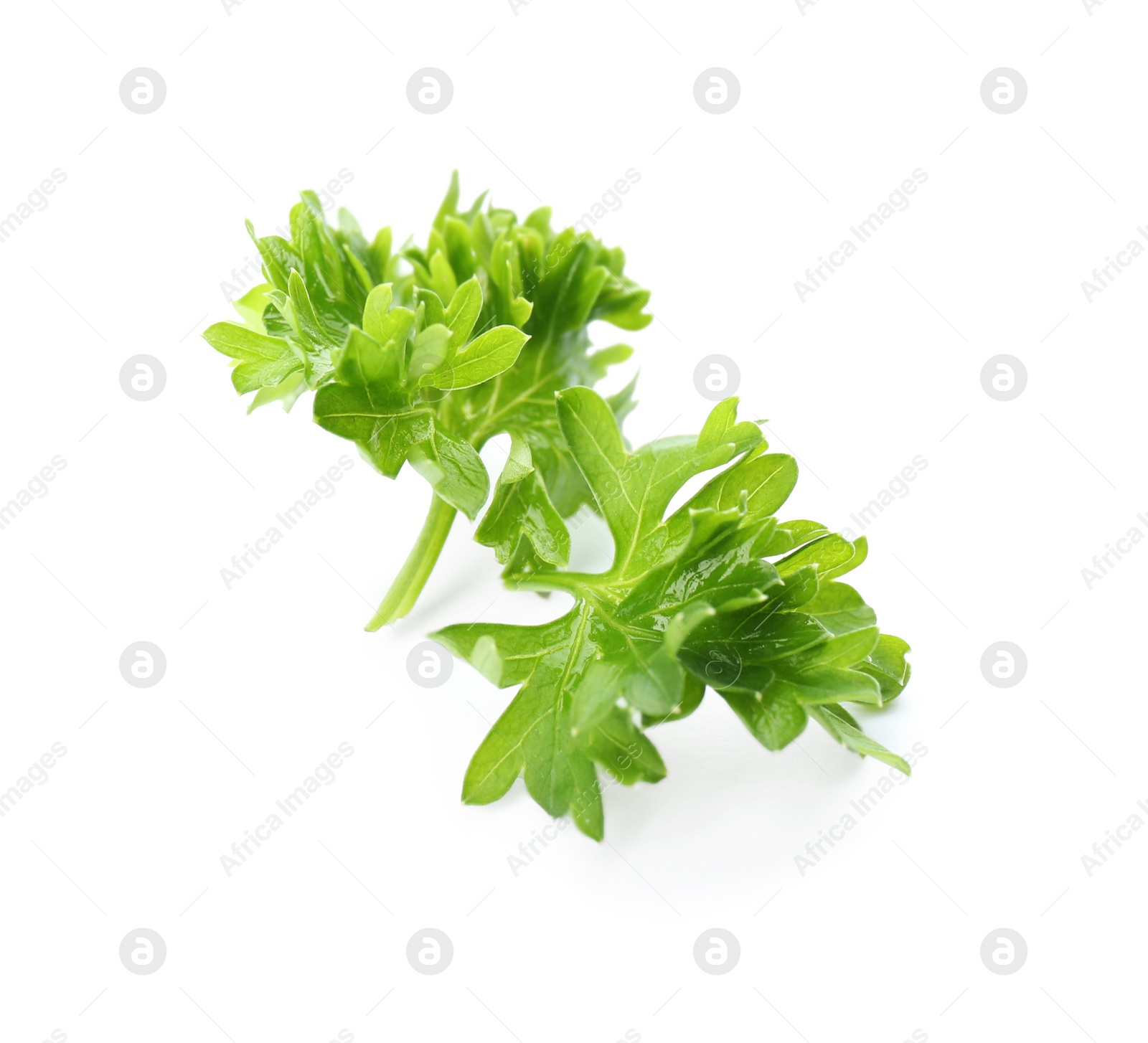 Photo of Fresh green curly parsley on white background