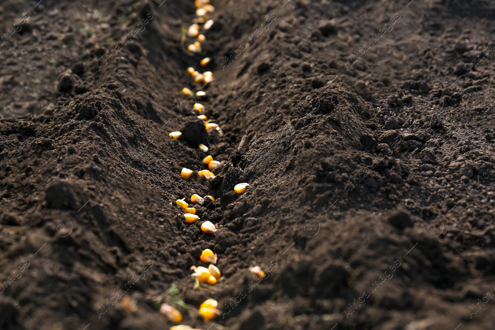 Photo of Corn seeds in fertile soil. Vegetables growing