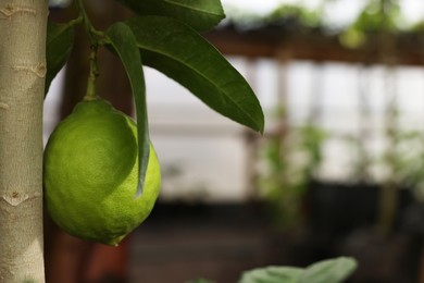 Photo of Fresh lime growing on tree in greenhouse, closeup. Space for text