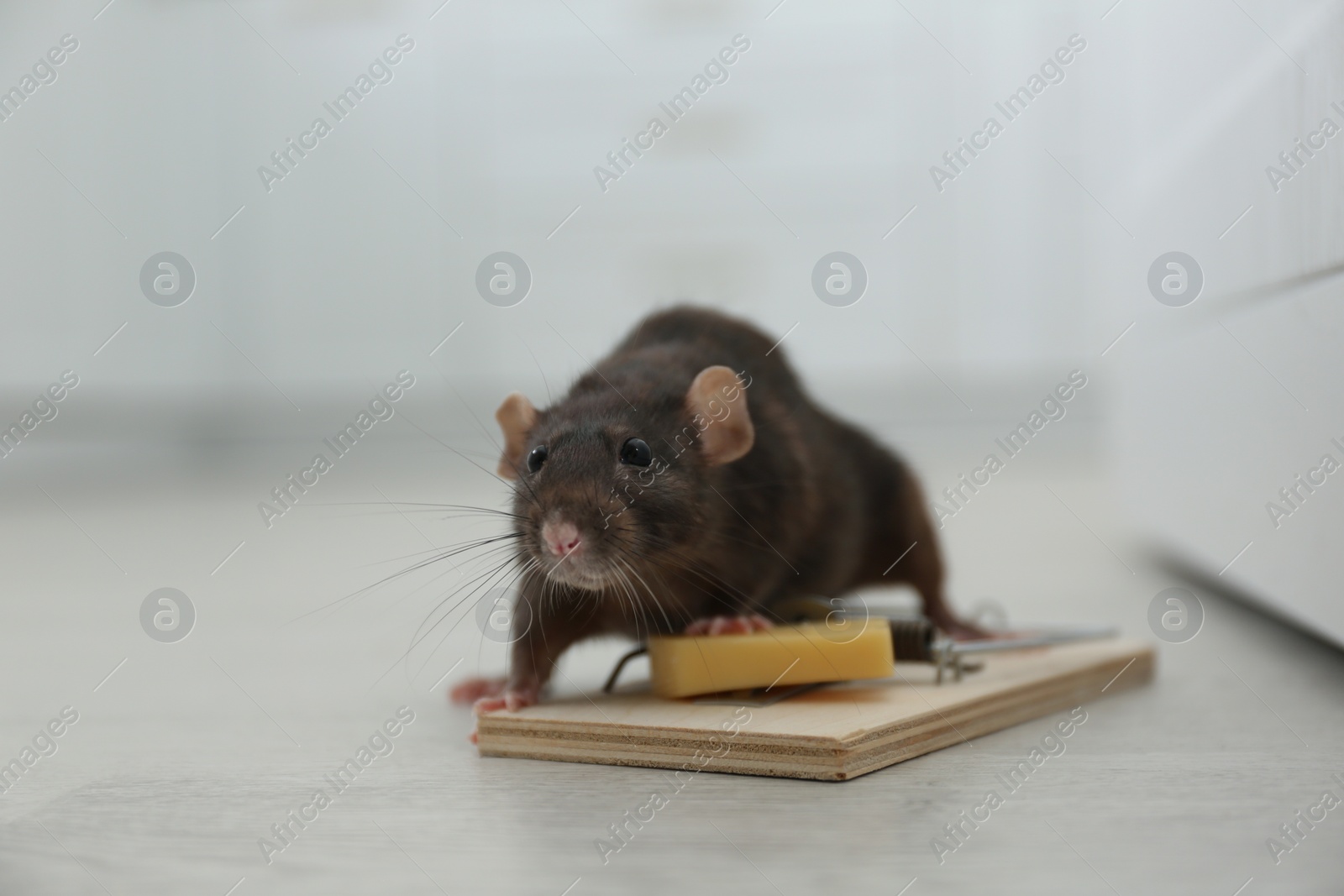 Photo of Rat and mousetrap with cheese indoors. Pest control