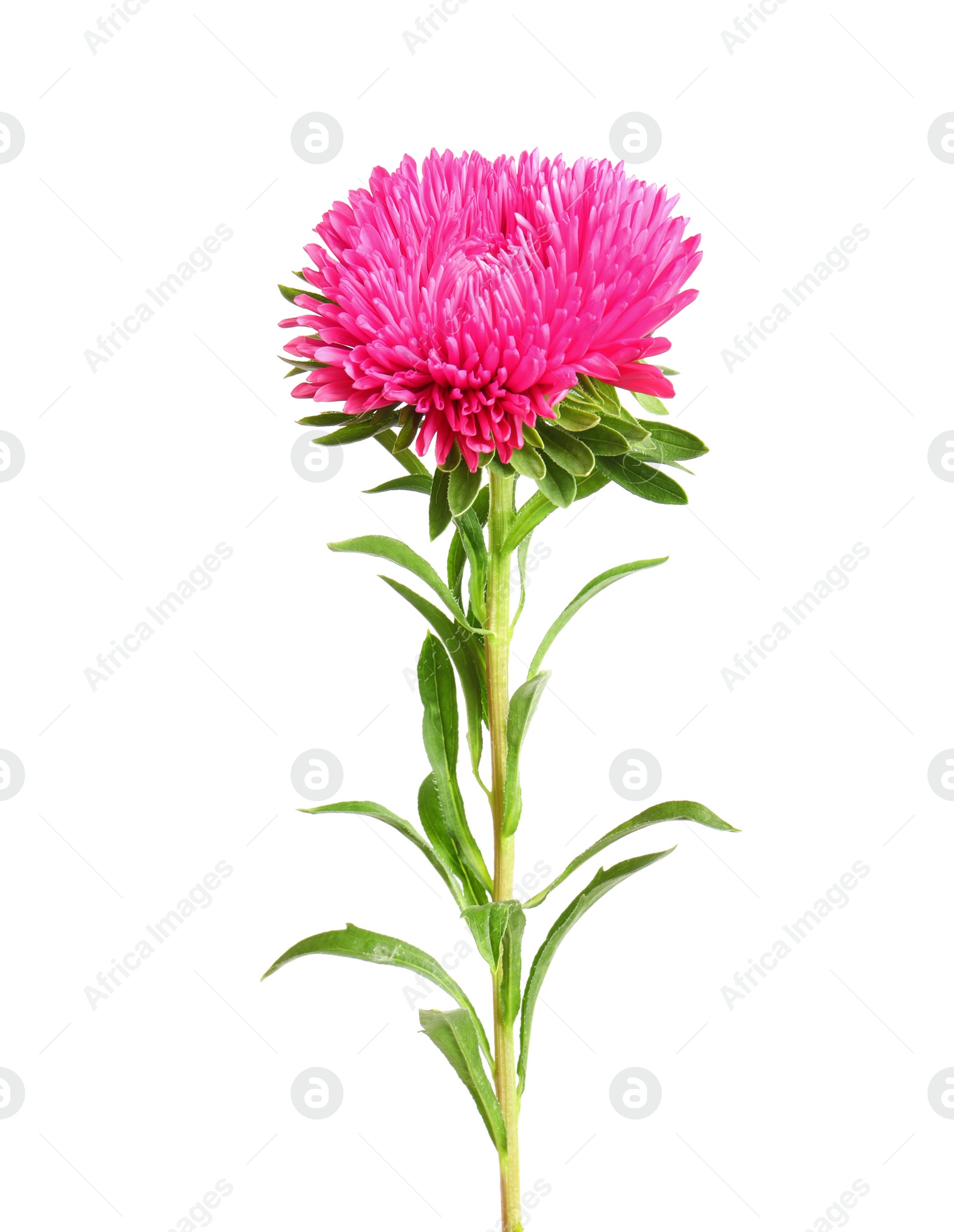 Photo of Beautiful bright aster flower on white background