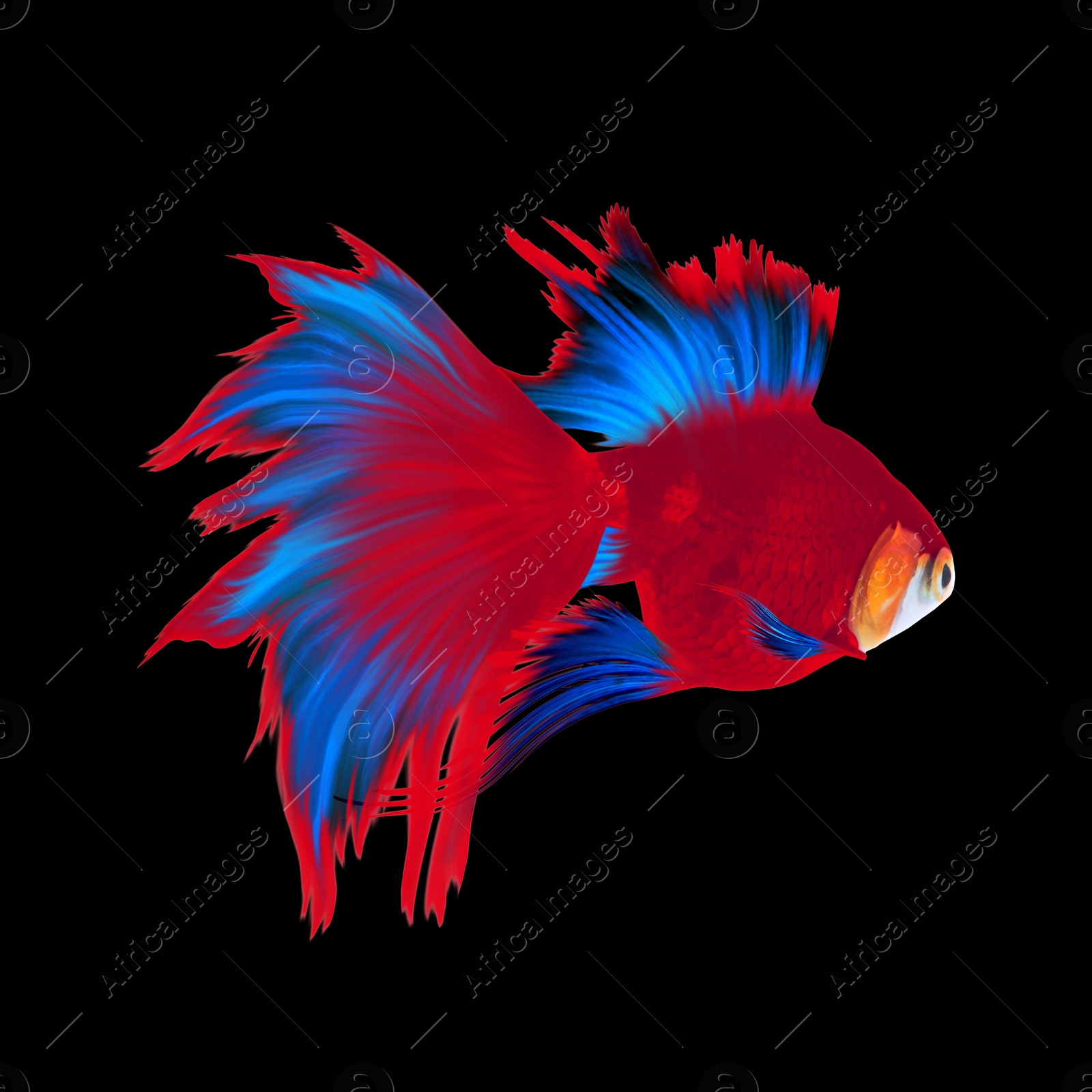 Image of Beautiful colorful betta fish on black background 