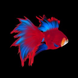 Beautiful colorful betta fish on black background 