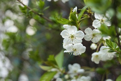 Closeup view of beautiful blossoming tree outdoors, space for text. Spring season