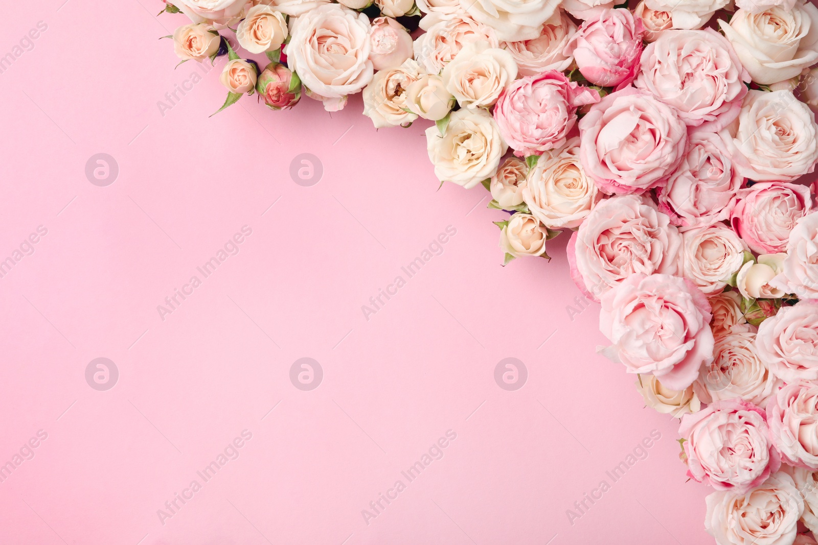 Photo of Flat lay composition with beautiful roses and space for text on color background