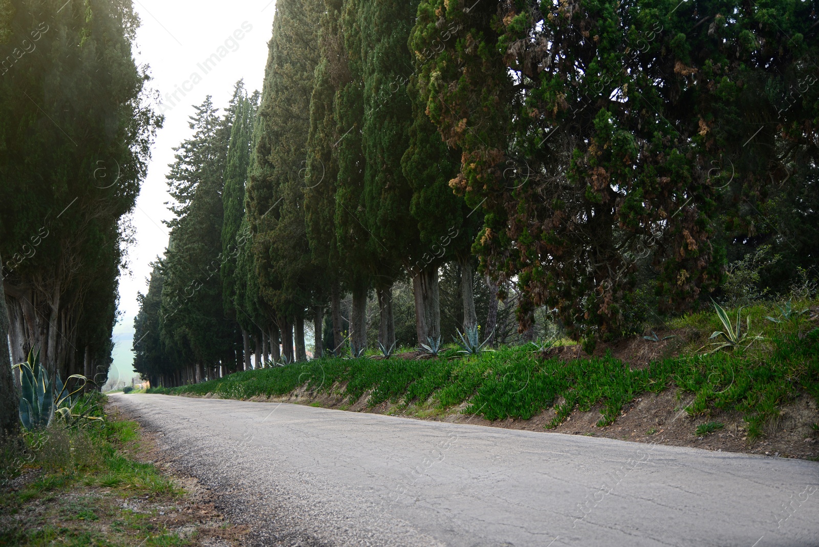 Photo of Asphalt road surrounded by trees in countryside