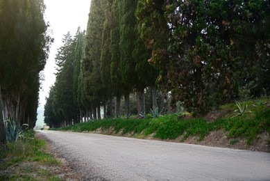 Photo of Asphalt road surrounded by trees in countryside