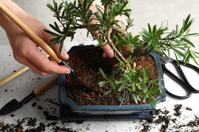 Woman taking care of Japanese bonsai plant, closeup. Creating zen atmosphere at home