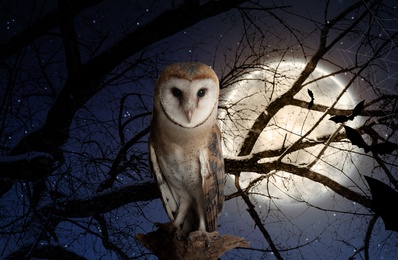 Owl on tree in forest under starry sky with full moon at night