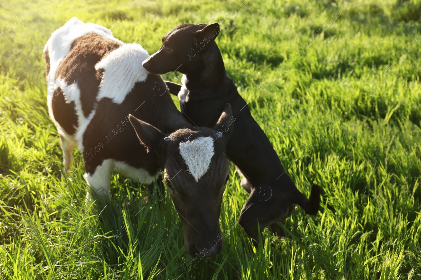 Photo of Dog and young calf on green grass outdoors