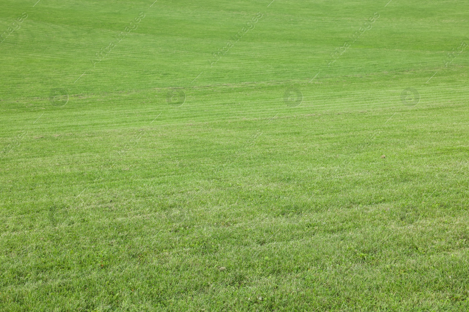 Photo of Beautiful lawn with bright green grass outdoors