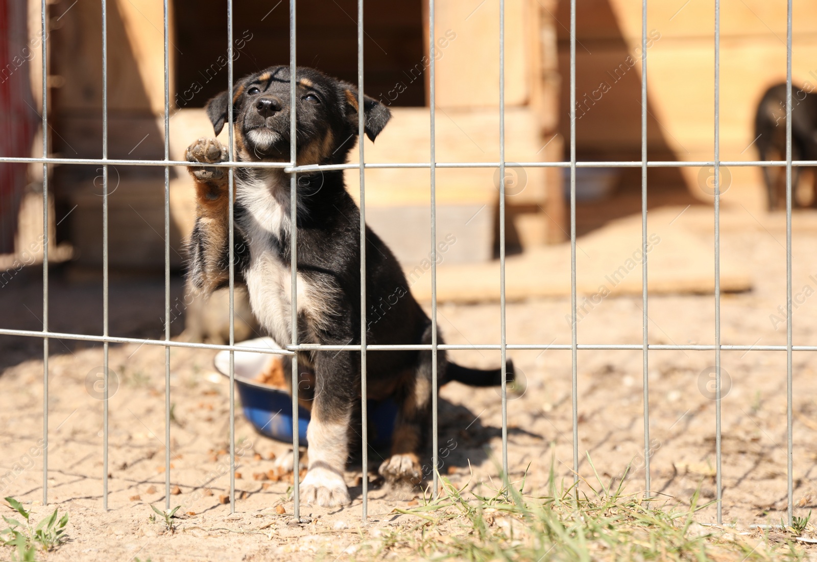 Photo of Cage with homeless dog in animal shelter. Concept of volunteering