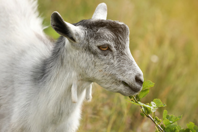 Photo of Cute grey goatling in field. Animal husbandry