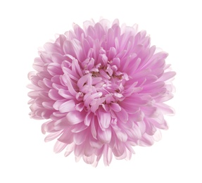 Photo of Beautiful bright aster flower on white background, top view