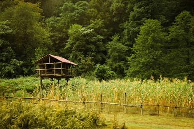Photo of Beautiful view on wooden house, growing corn and trees in park