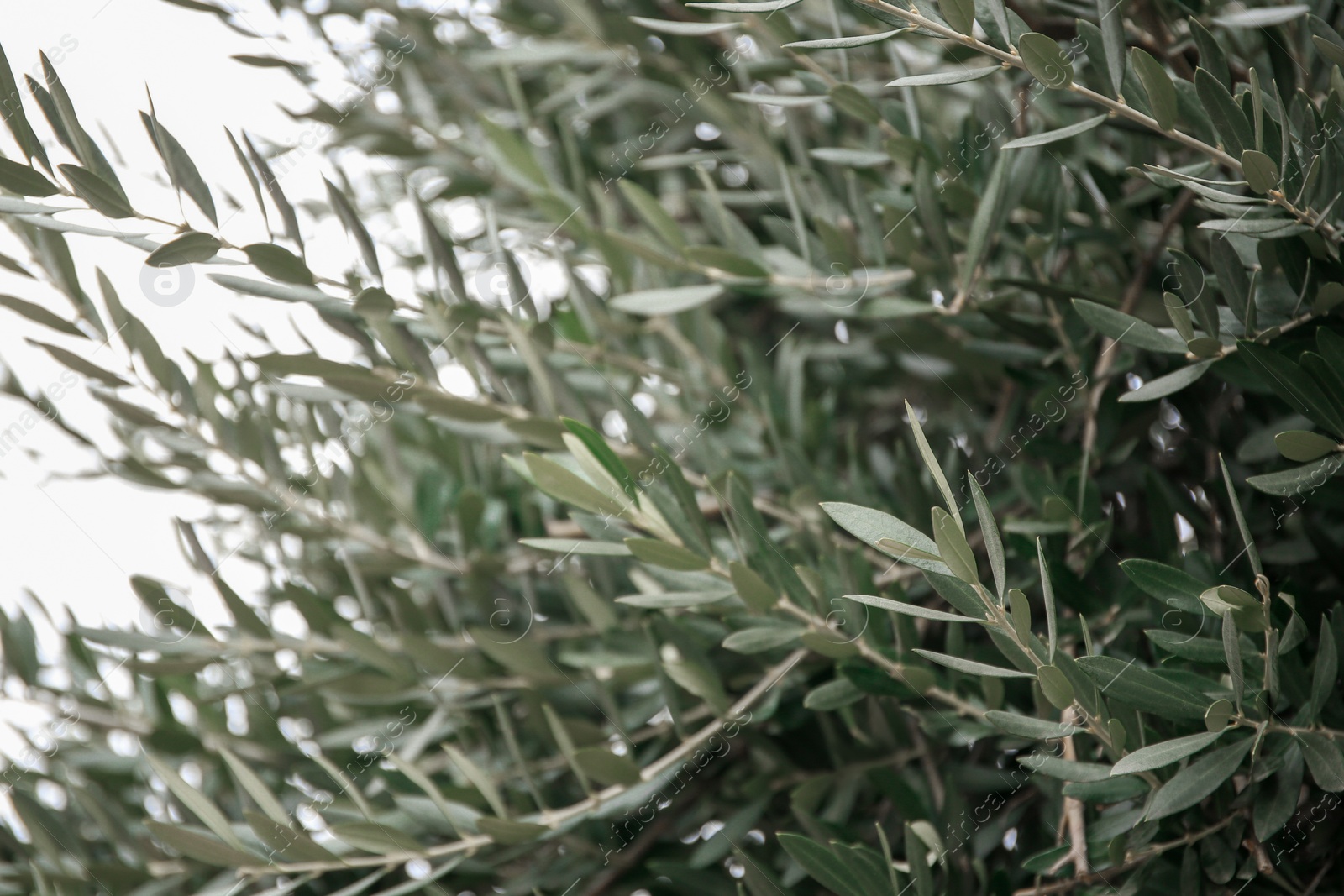 Photo of Beautiful olive tree with green leaves outdoors, closeup