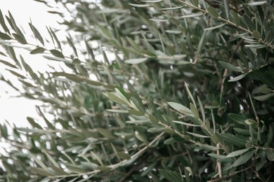Photo of Beautiful olive tree with green leaves outdoors, closeup